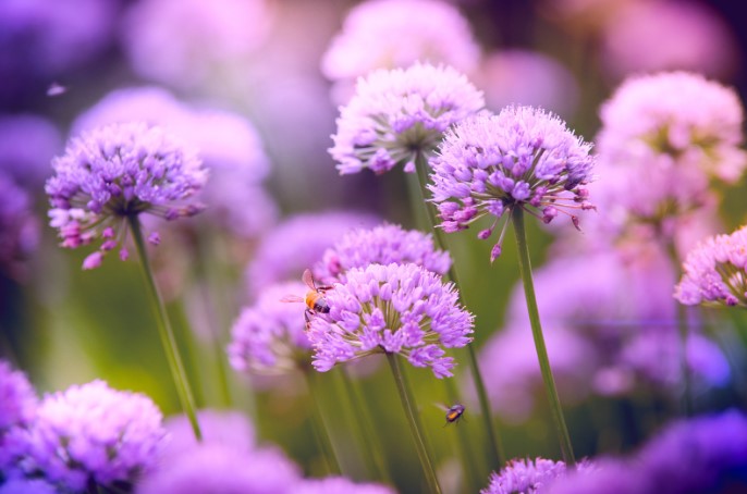 what does purple flower mean