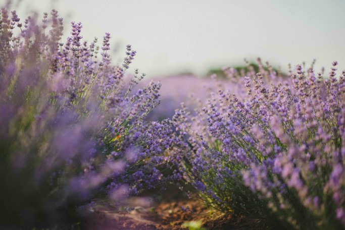 what do purple flowers mean